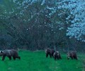 Αρκουδοοικογένεια στην Καστοριά